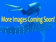 Utila Dive Center, 