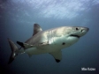 In Depth Dive Travel, In Depth Dive Travel