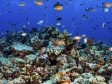 World of Diving, world of diving