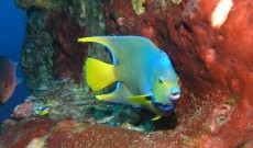 Dry Tortugas Spree Expeditions