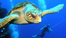 turtle-diver